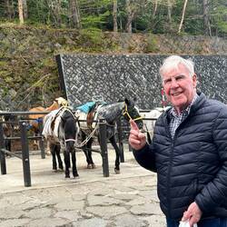 Horses to take tourists a bit higher up.