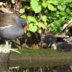 Moorhen parent and two of their four chicks.