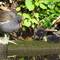 Moorhen parent and two of their four chicks.