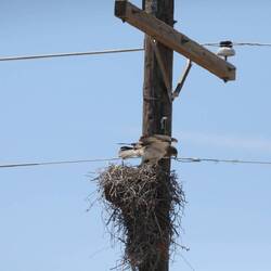 A falcon takes off from it's roadside nest (1 of 3)