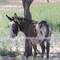 A little donkey (or is it mule?) getting some shade