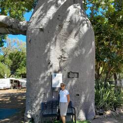 Over 2,000 years old. Seed came here from Madagascar