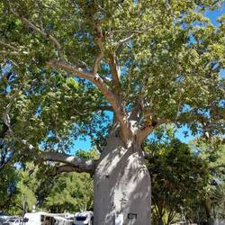 Boat Tree in our c/park