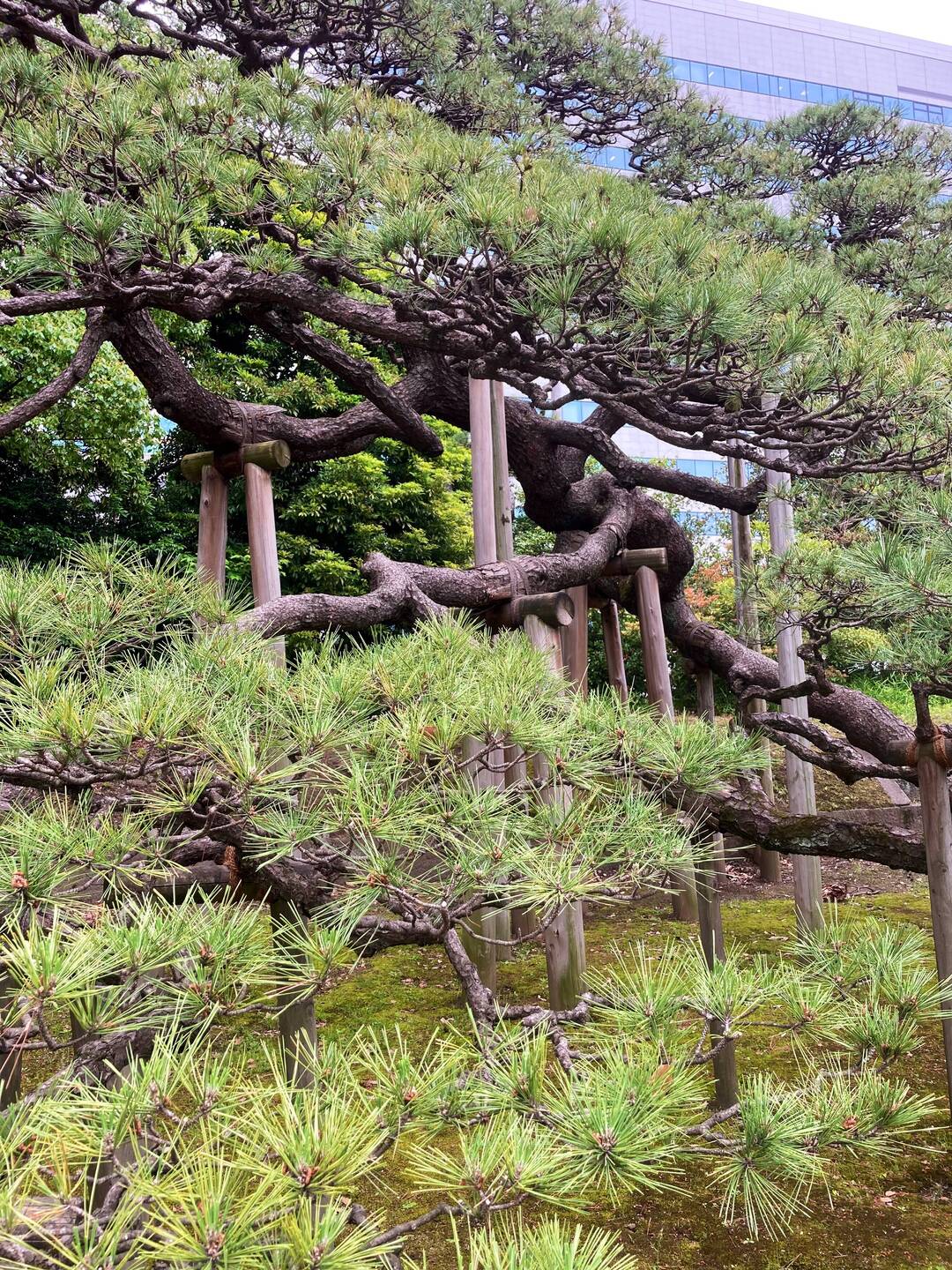 300 year old black pine.
