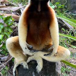 Yoga lemuro