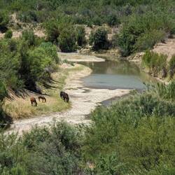 Wild horses among the cottonwood