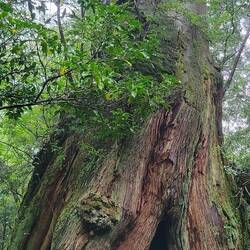 Ein gewaltiger Baum, dieser 1000-jährige Yakusugi!