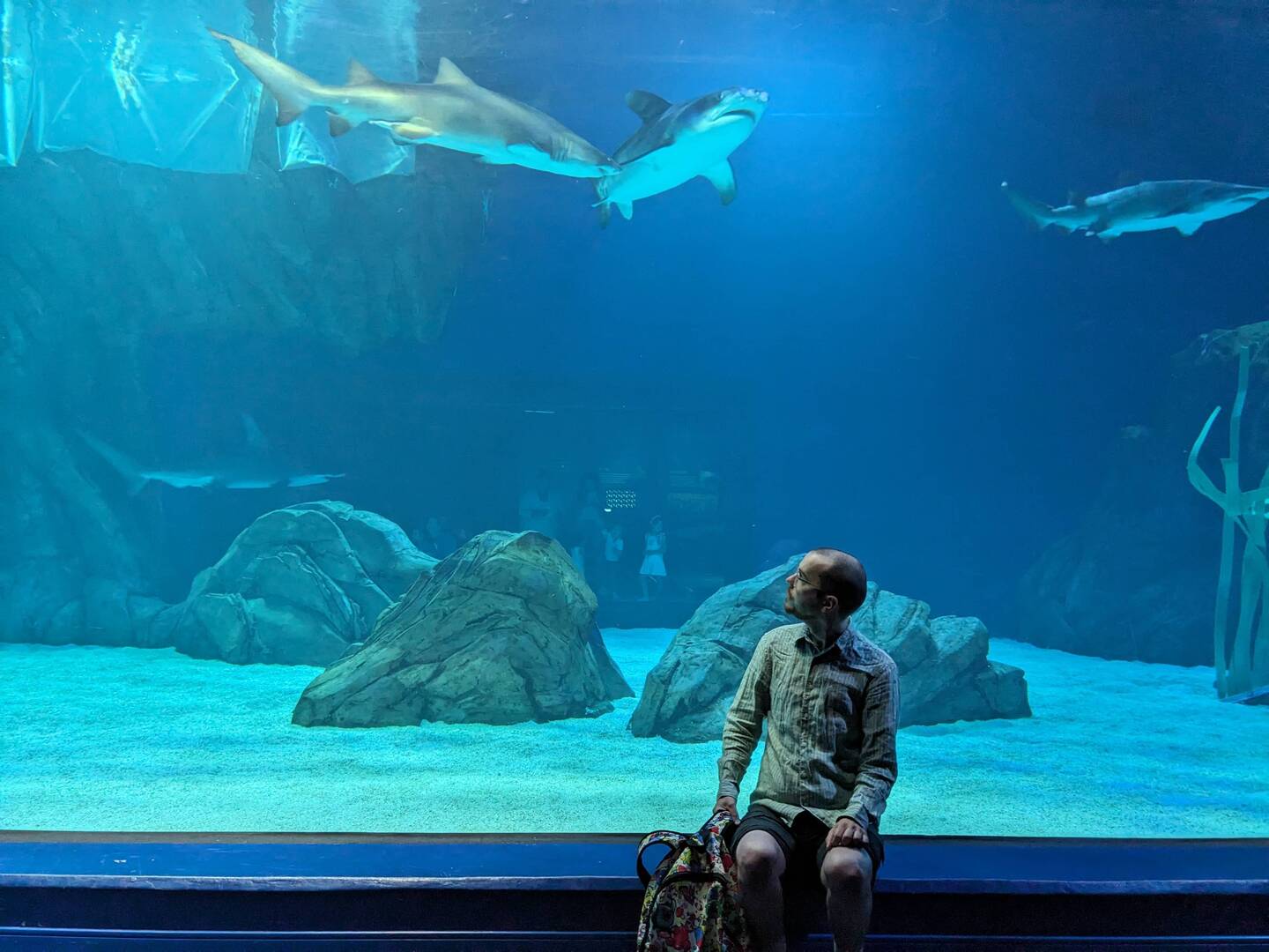 Look at them sharks!