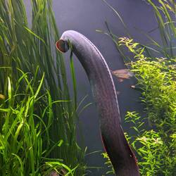 A fire eel, also at the aquarium