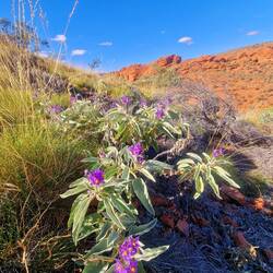 Viele schöne Pflanzen, doch diese ist hoch giftig und man erblindet bekommt man sie ins Auge