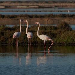 Flamingos sind hier zu Hause
