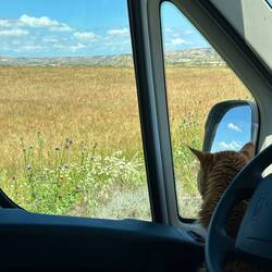 Simba muss auch mal schauen, was da los ist...