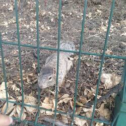 Die Pyramide wird von unzähligen Erdhörnchen bewohnt