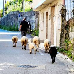 Ba Ba Black Sheep!!