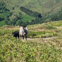 Oh, Gustav war leicht panisch. Seit dem bösen Schaf am Gletscher mag er sie gar nicht mehr.😁🙈