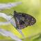 Blue Tiger Butterfly