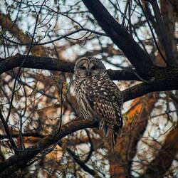 A better photo of the owl we saw!