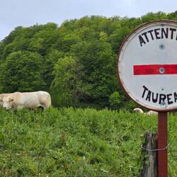 'Beware of the Bulls'