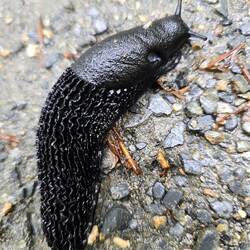 European black slug