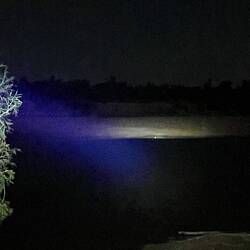 Der kleine reflektierende Punkt ist ein Krokodil