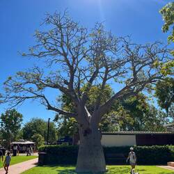 Ein Boab-Baum, Verwandter der Affenbrotbäume