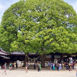 Two trees - one canopy.