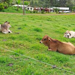 Kühe gibt es auch :-)