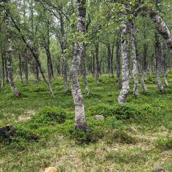 Rutchen im Blaubeerwald 😊