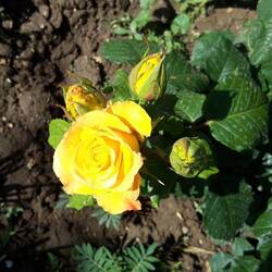 Für mein liebrs Mimi aus dem Klostergarten