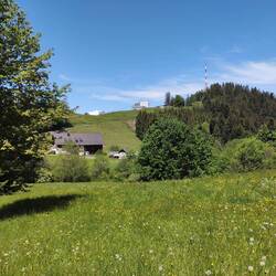 Blick zum Gipfel über blühende Bergwiesen