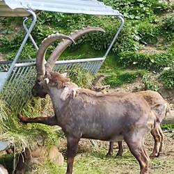 Steinbock