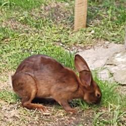 Hase und Co