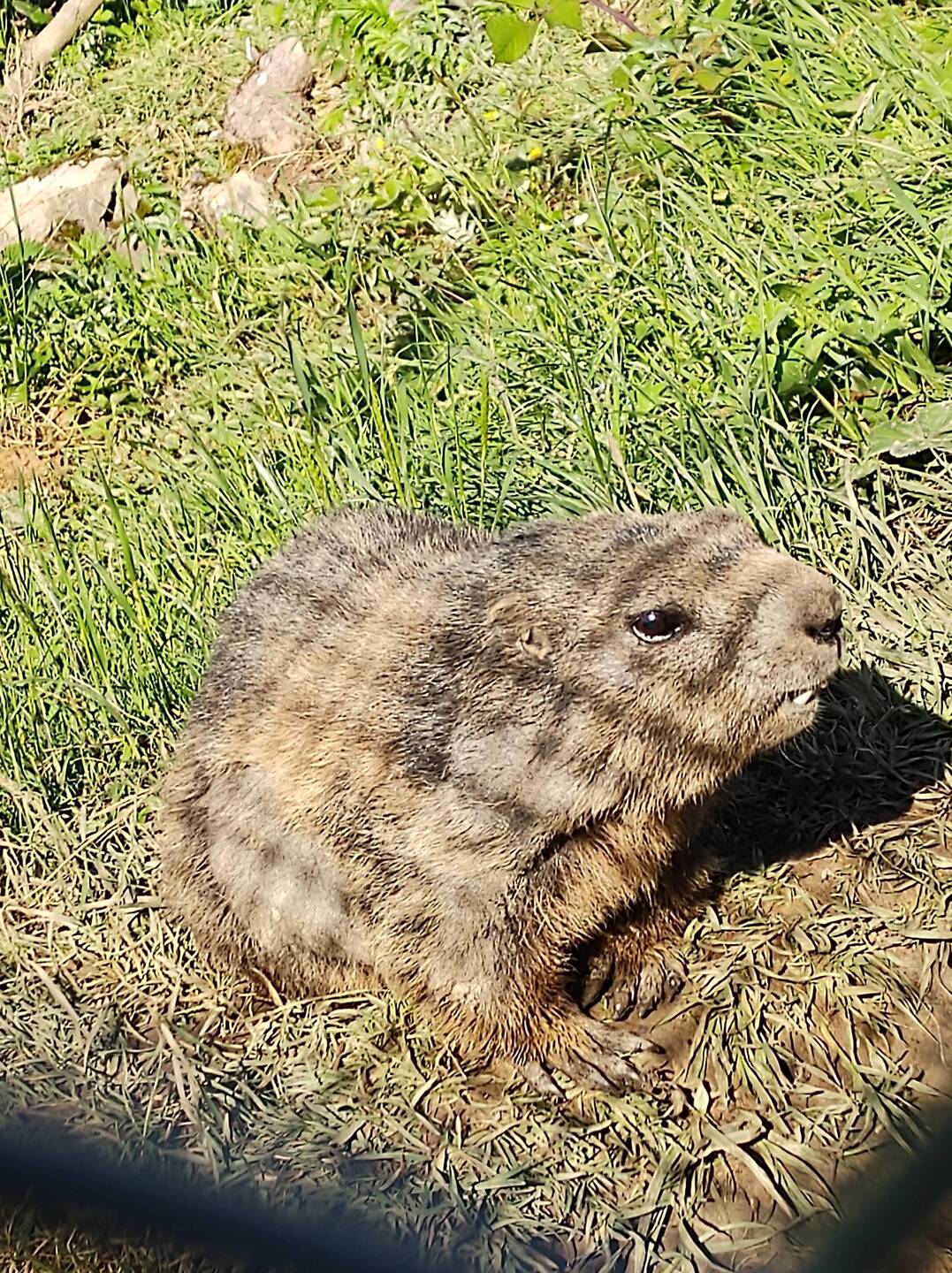 Das Murmeltier begrüßt uns im Tiergehege