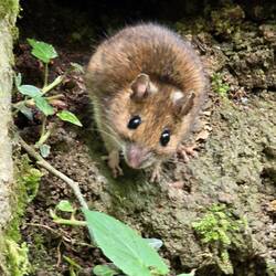 How cool is this pic! He literally looked at me when I said 'hi mousey' ❤️