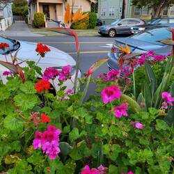 Sogar Geranien wachsen hier normal im Boden