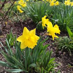 ... Die ersten Frühlingsboten, oder sinds schon die dritten, vierten...