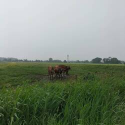 - Kuhnstanze, - Kuhnilingus, - Kuhrt und Kuhnibert (Danke an Tom für die tolle Unterstützung )