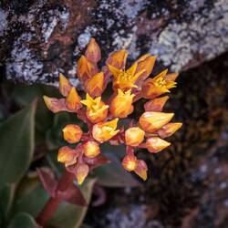 Dudleya
