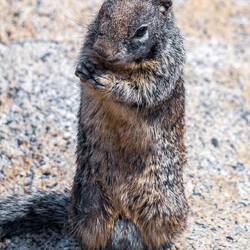 Rock Squirrel