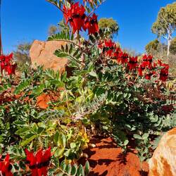 faszinierende Sträucher in der Wüste
