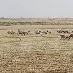 Die Ernte läuft auf Höchsttouren