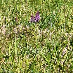 Mücken-Händelwurz, eine Orchidee