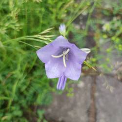 Glockenblume