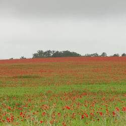 Mohnfeld