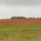 Mohnfeld