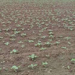 wir werden Sonnenblumen