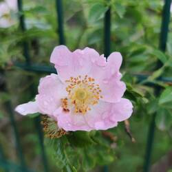 Heckenrose