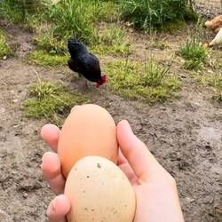 Zwei Eier an einem Tag