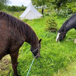 Pferde auf die Koppel bringen