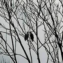Seeadler gibs hier wie Spatzen
